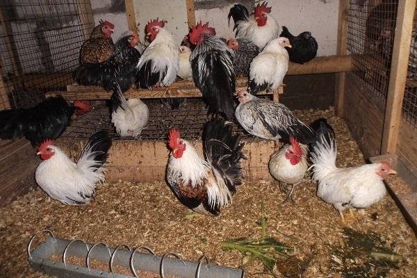 new herd