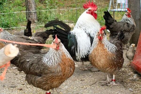 chickens tricolor