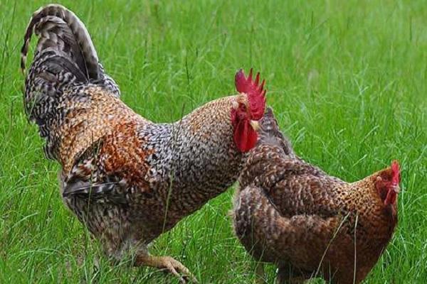 chickens tricolor
