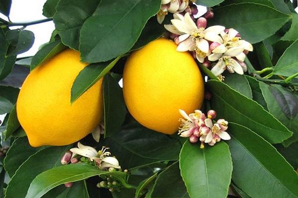 ثقافة الحمضيات