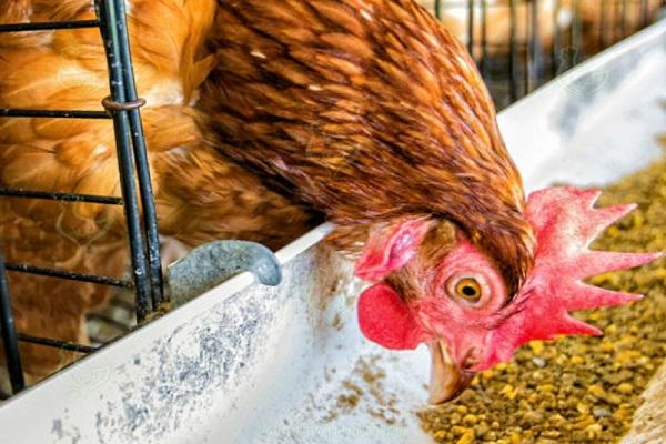 Huhn in einem Käfig