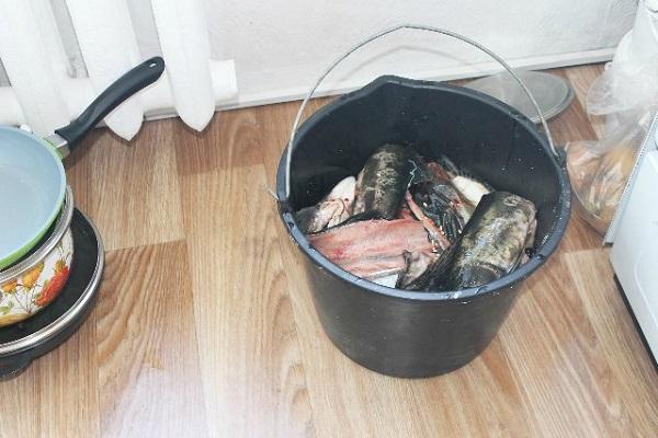 fisk i en hink