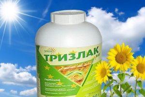 Инструкции за употреба на хербицида Trizlak, норми на консумация и аналози