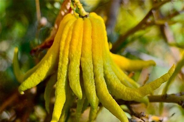 citron citrus