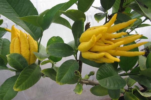 unusual plant