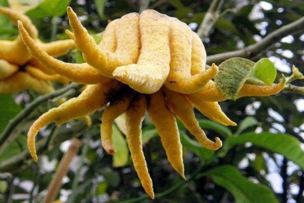 interesting fruits