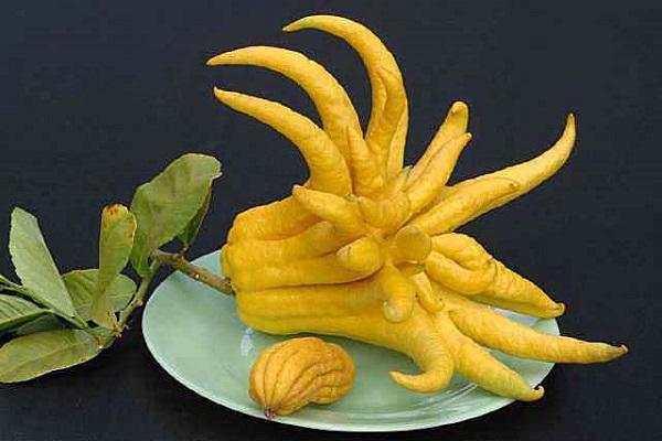harvest on a plate