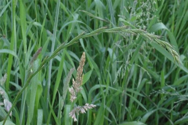 creeping wheatgrass