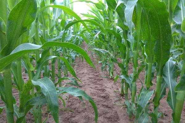 productive herbicide