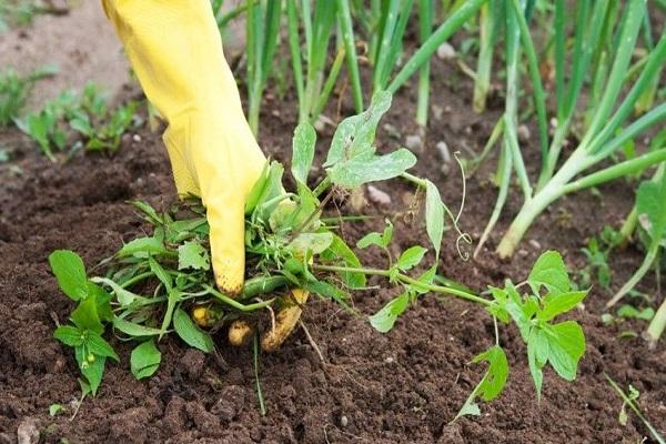 remove weeds