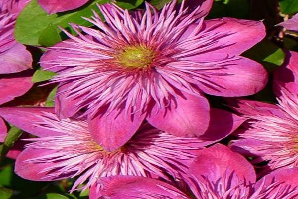 clematis kaiser