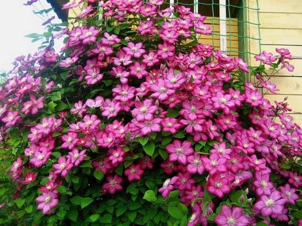 clematis kaiser
