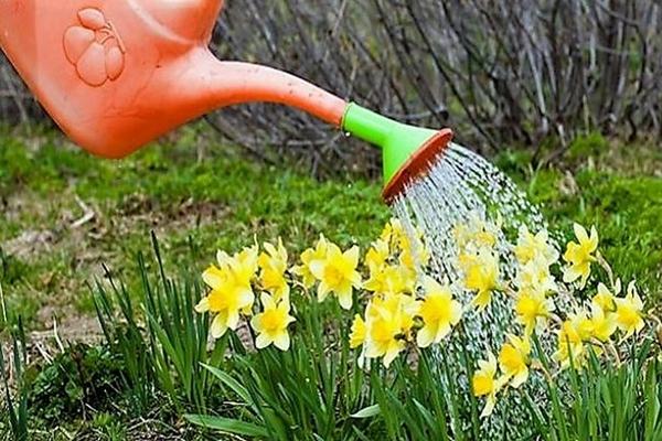 Narcissus Sunny Side Up Watering