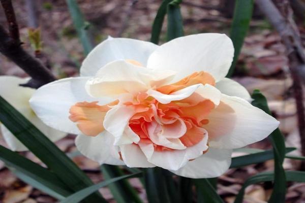 Narcisse Rosie Cloud