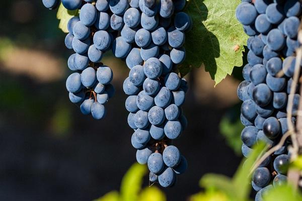 blue berries