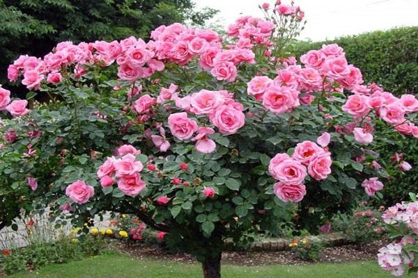 rose en rose sauvage
