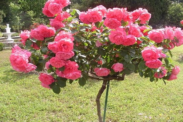 rosier