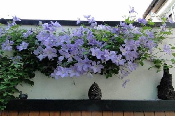flores na casa