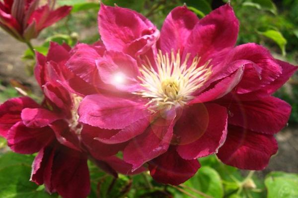fleur rouge