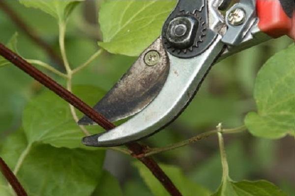taille des branches