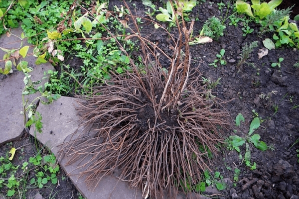 materiał do sadzenia