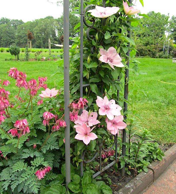 Recipientes Pink Fantasy Clematis