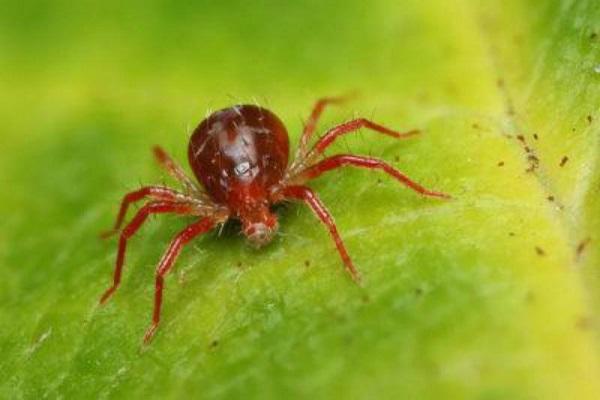 ácaro araña