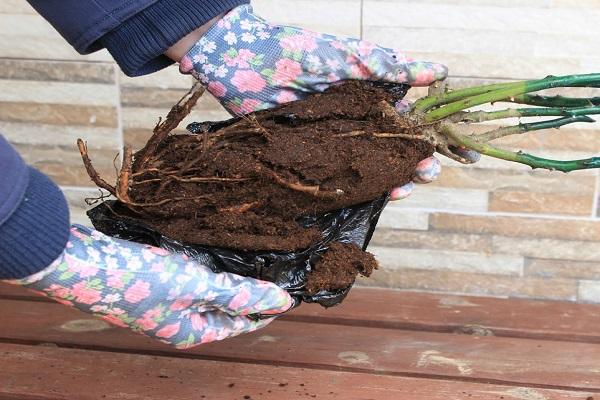 røtter for beplantning