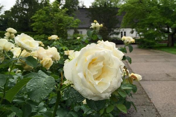 blomstrende blomst