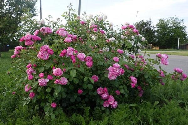 flowering shrub