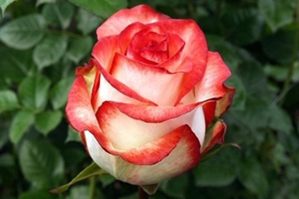 rose blush