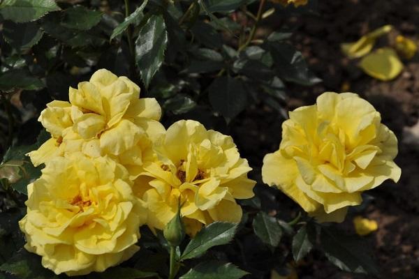 yellow bud