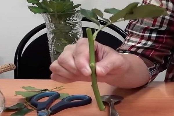 επιθεώρηση της κοπής