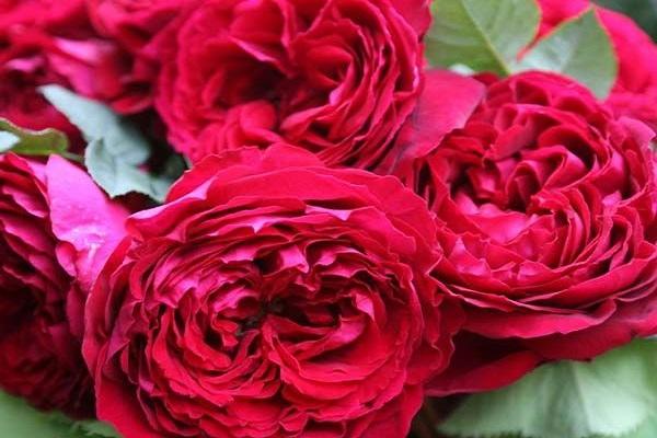 rose gospel