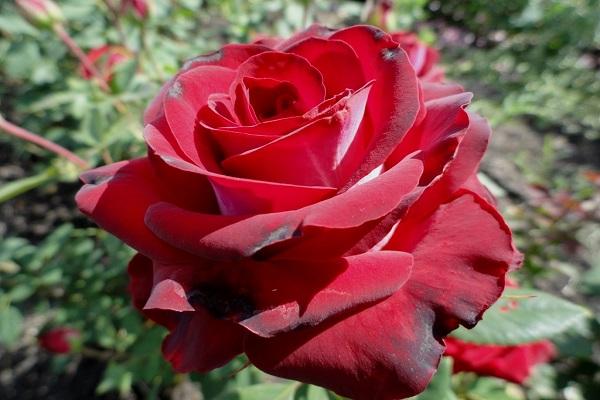 scarlet bloom