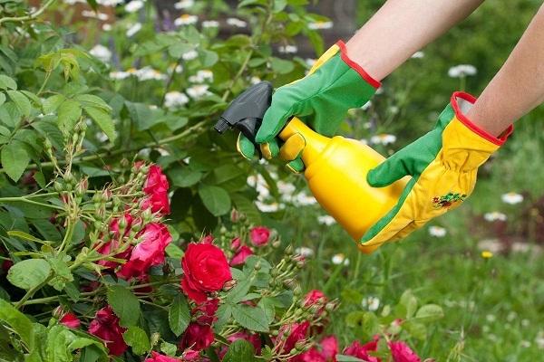spray with top dressing