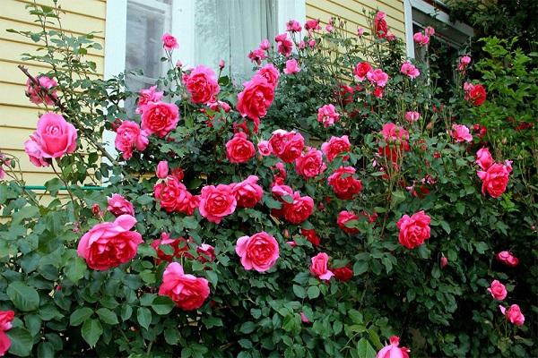 roses parade