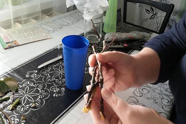 έτοιμα μοσχεύματα