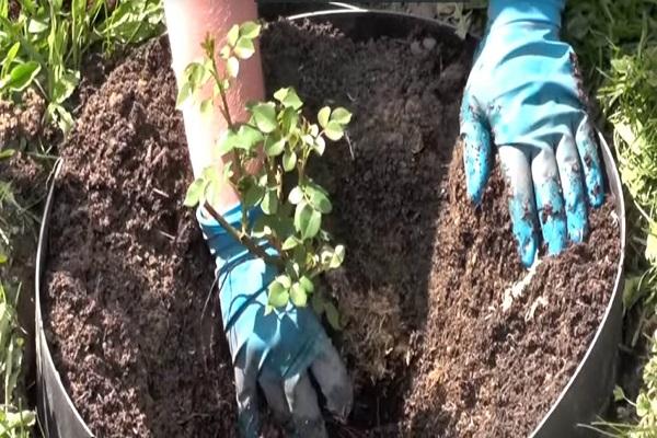 planting process