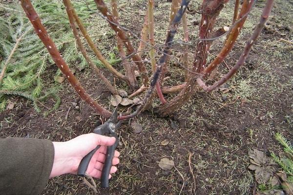 deleting branches