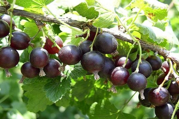 yoshta berries