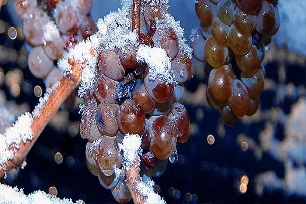 neige sur les raisins