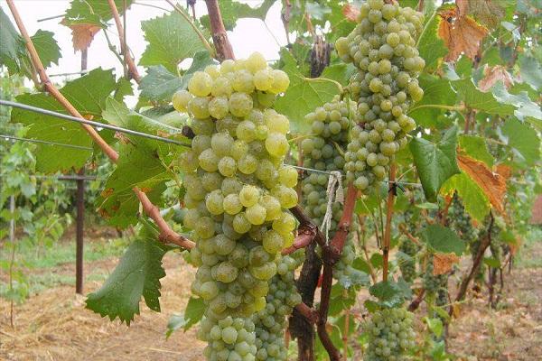 Green grapes