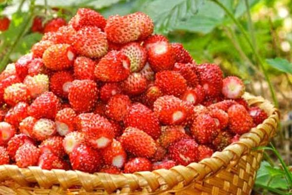 fraise