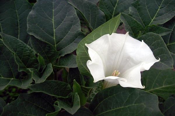 متنوعة الهندي