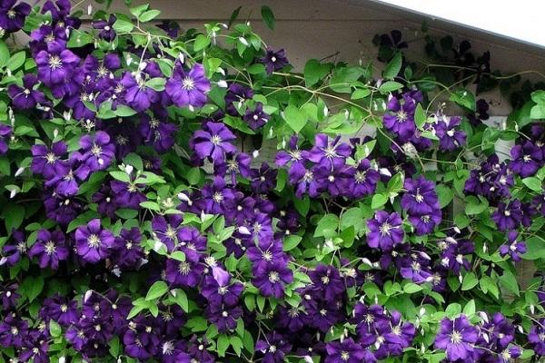 flores roxas
