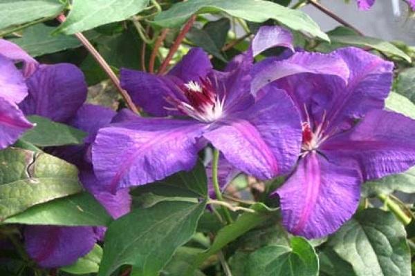 flores bonitas