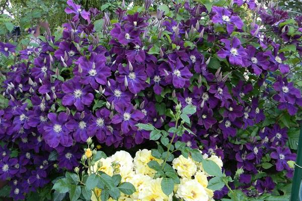 clematite de flores grandes