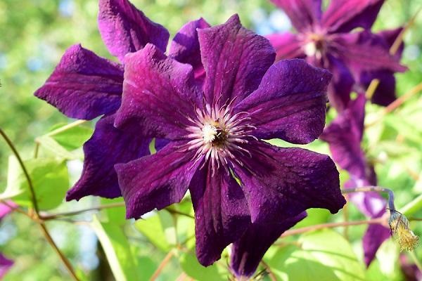 queima de clematis