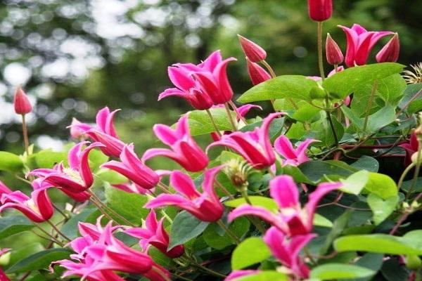 floração abundante